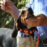 T5 MINI Collar on a Beagle