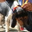 T5 MINI Collar on a Beagle