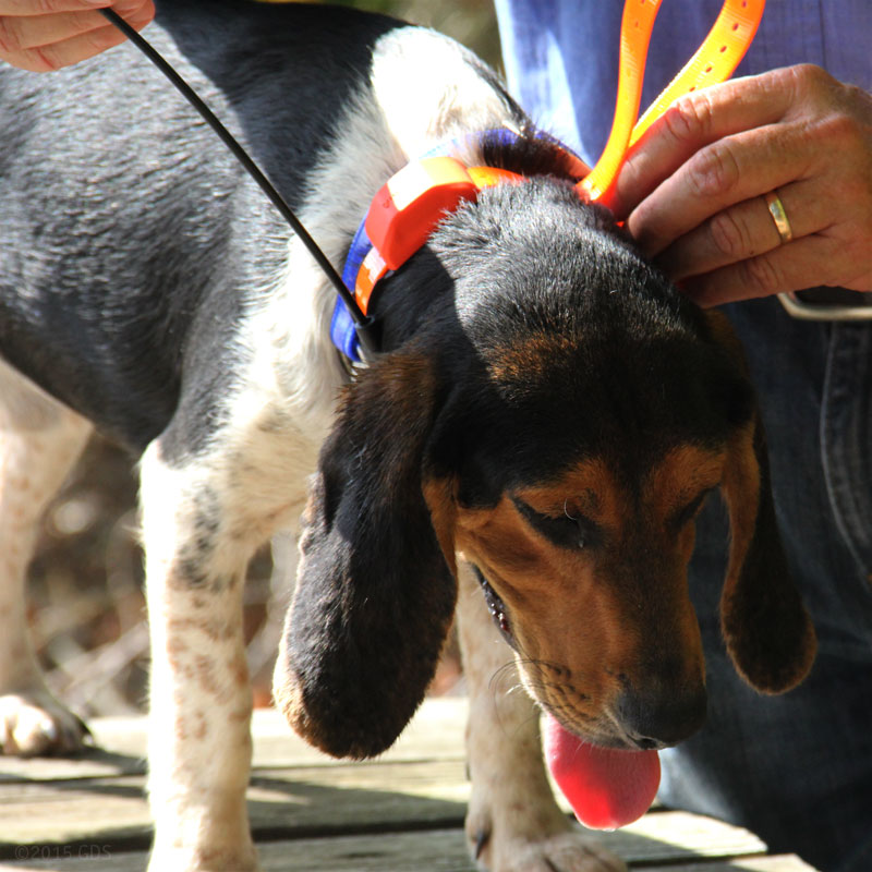 T5 MINI Collar on a Beagle