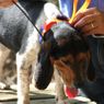 T5 MINI Collar on a Beagle