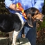 T5 MINI Collar on a Beagle