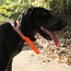 T5X Collar on a Hound