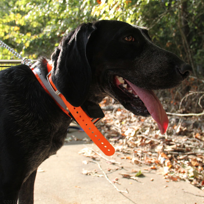 T5X Collar on a Hound