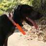 T5X Collar on a Hound