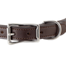 Leather Dog Collar Front of Buckle Detail