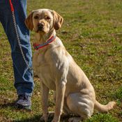 Reflective Tree Tie Chain Lead on Dog