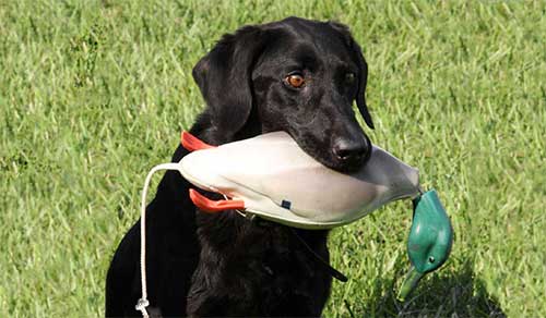 dog retrieving dummy