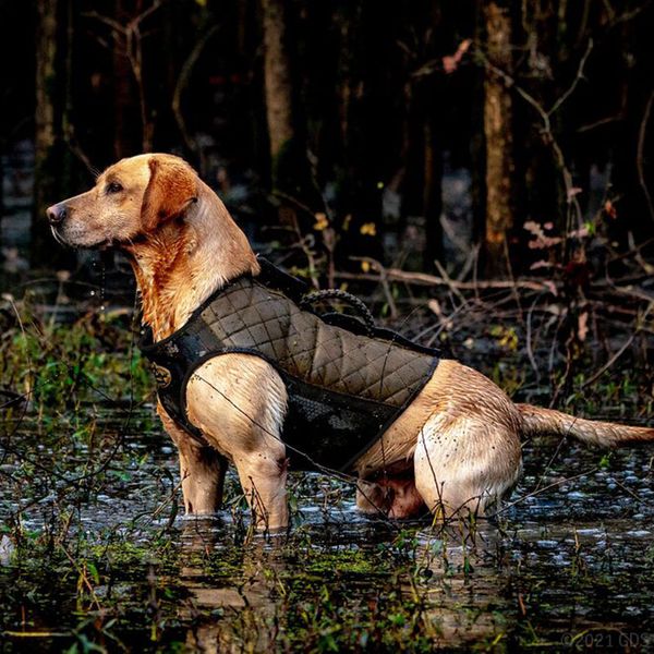 Rig Em Right Bloodline Elite Hunting Dog Vest Optifade Timber. 79.99.