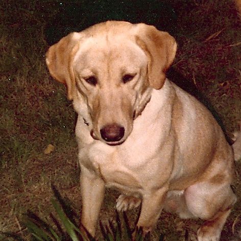 Sam (Labrador Retriever).