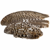 Sharptail Grouse Wings -- 2 Pack