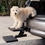 CLOSEOUT: PetSafe Happy Ride Dog Hitch Step