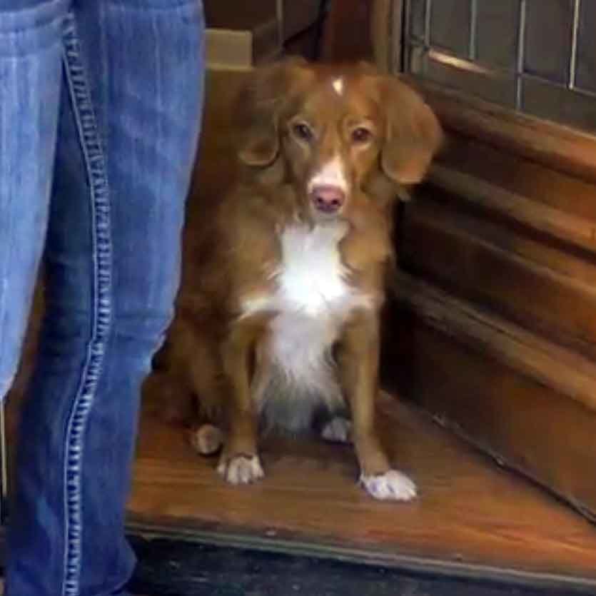 Stop Your Dog from Bolting to the Door!.