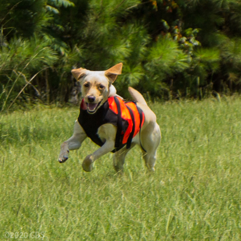 MOPIX Sylmar Body Guard Dog Vest On Dog mopix-sylmar-body-guard-dog-vest-on-dog