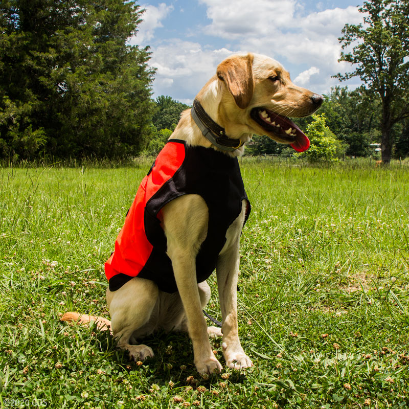 MOPIX Sylmar Body Guard Dog Vest On Dog mopix-sylmar-body-guard-dog-vest-on-dog