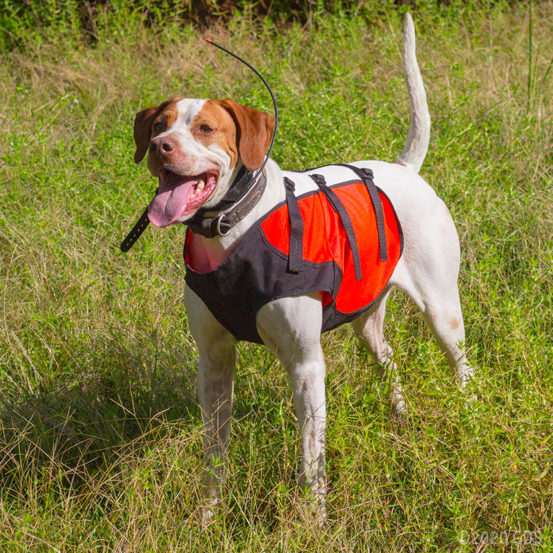MOPIX Sylmar Body Guard Dog Vest On Dog mopix-sylmar-body-guard-dog-vest-on-dog