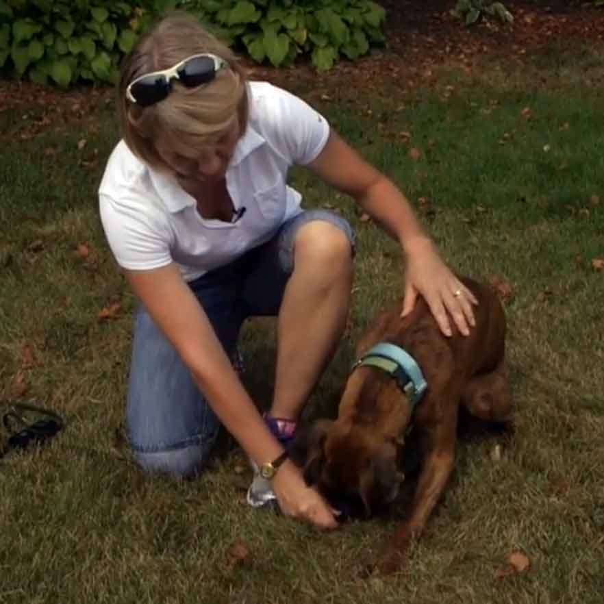 Teaching the Down Command | Gun Dog Supply