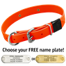 HUNTER ORANGE BIG DAWG 1 in. Biothane D-End Collar