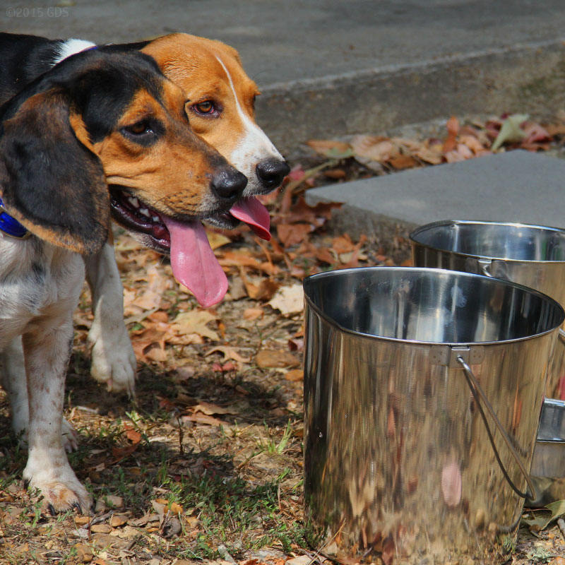 Thirsty Beagles using Flat Sided Water Buckets
