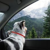  shop Ultimate Dog Travel Products