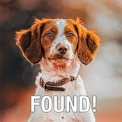 What to Put on Your Dog's ID Tag to Almost Guarantee They Get Home