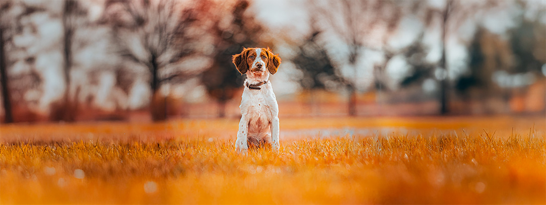What to Put on Your Dog's ID Tag to Almost Guarantee They Get Home