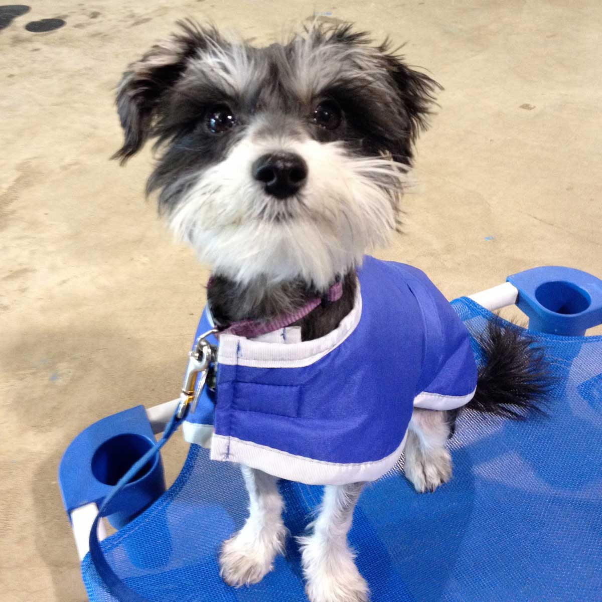 When is the Right Time to Start Training My Dog?.