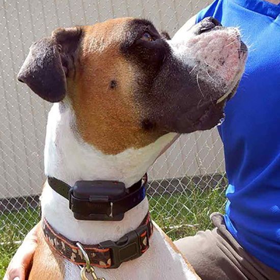 When Should a Dog Wear an ECollar?.