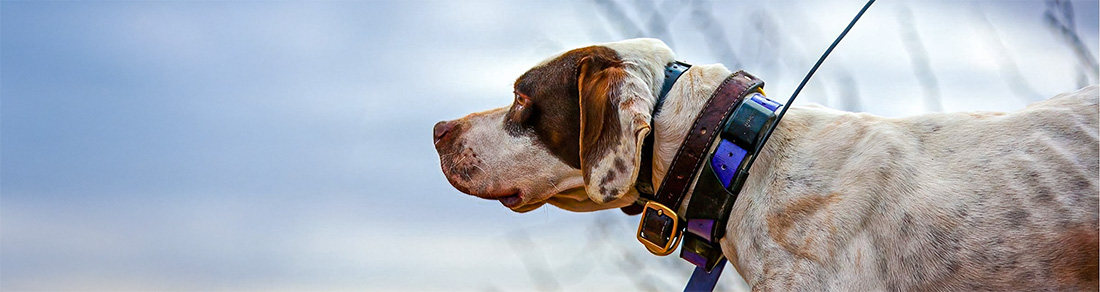 Which Garmin Handheld: Alpha or PRO550 Plus?