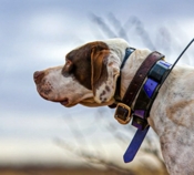 Which Garmin Handheld: Alpha or PRO 550 Plus?