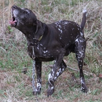 buy  Training Your Dog to Stop Barking
