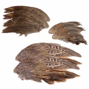 Game Bird Wings for Dog Training (Grouse, Pheasant, Quail)