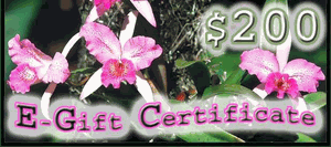 $200.00 E-Gift Certificate