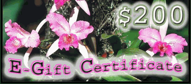 $200.00 E-Gift Certificate