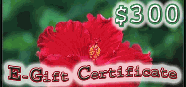 $300.00 E-Gift Certificate