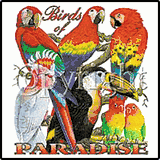 Birds Of Paradise Tropical Tees