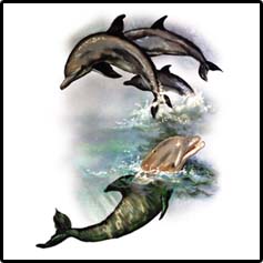 Four Dolphins Playing Hawaii T-Shirts