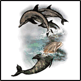 Four Dolphins Playing Hawaii T-Shirts