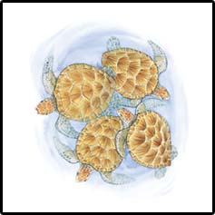 Four Sea Turtles Tropical T-Shirts