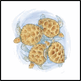 Four Sea Turtles Tropical T-Shirts