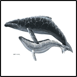 Hampback Whales Tropical T-Shirts