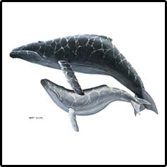 Hampback Whales Tropical T-Shirts