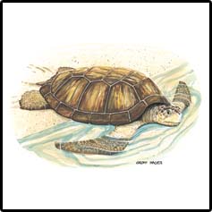 Hawaiian Turtle T-Shirts 