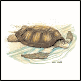 Hawaiian Turtle T-Shirts 