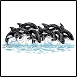 Killer Whale T-Shirts