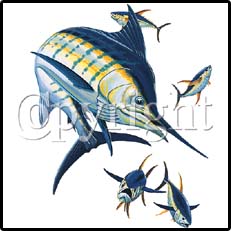 Marlin with Tuna Tees
