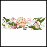 Sea Shell Stripe Hawaiian Tees Sea Shell Stripe Hawaiian Tees