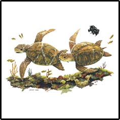 Sea Turtles Tropical T-Shirts