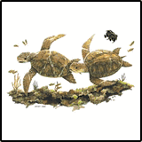 Sea Turtles Tropical T-Shirts
