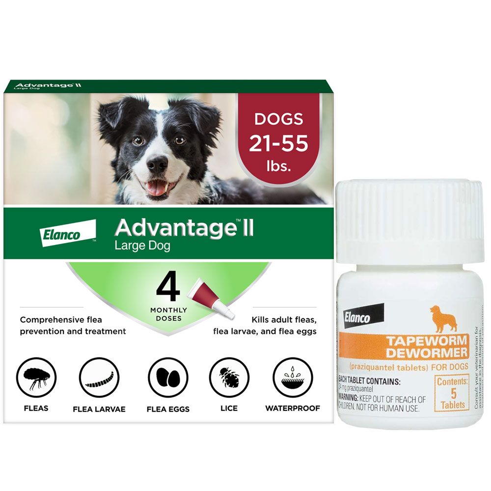 Dog Tapeworm Treatment dog-tapeworm-treatment