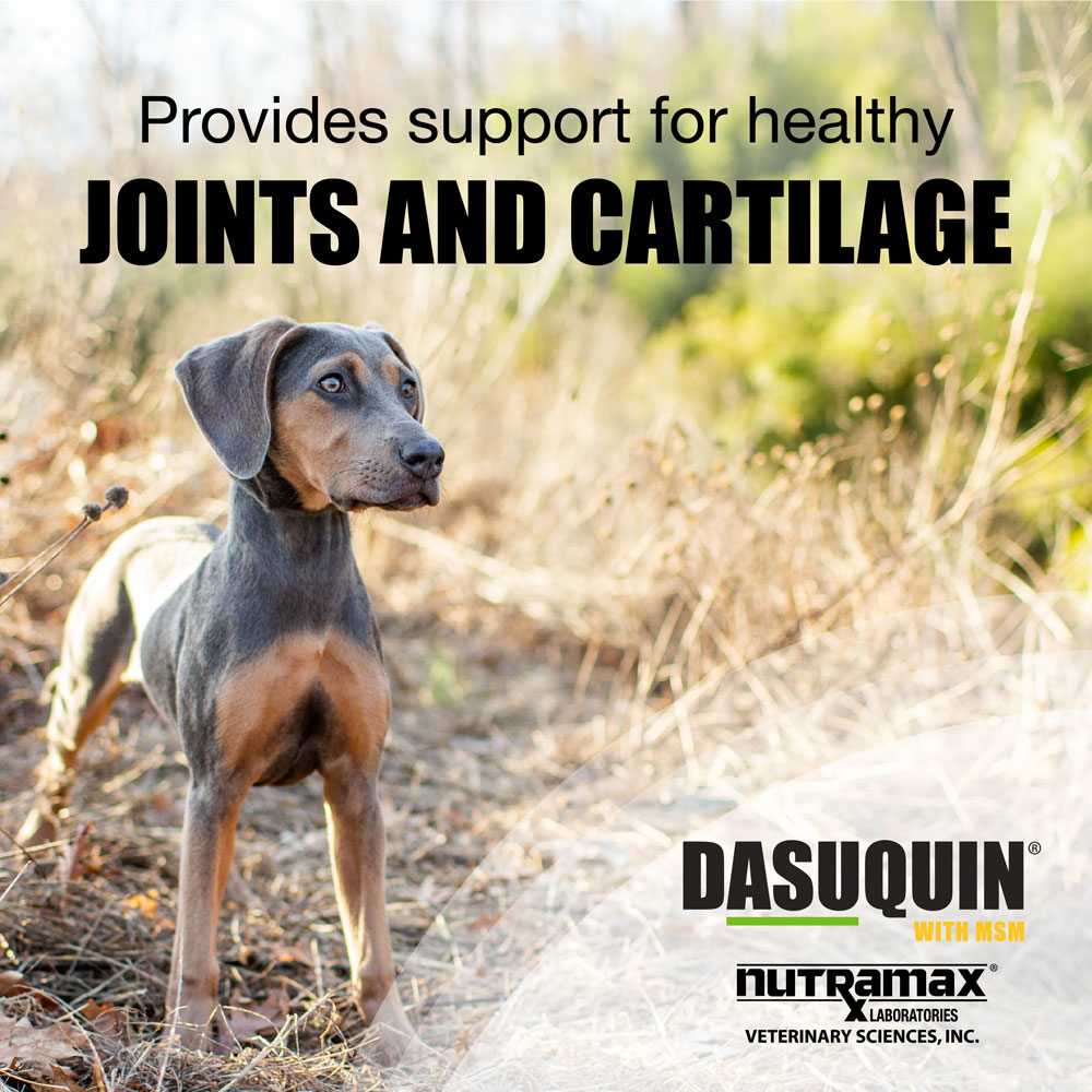 Nutramax Dasuquin Joint Health Supplement for Small to Medium Dogs
